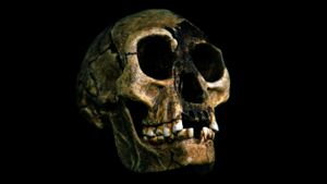 Ancient Fossils Reveal Even Smaller Tiny Hobbits Roamed Indonesia