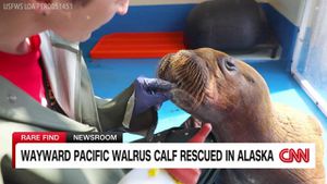 Rescued Walrus Calf Thrives After Being Abandoned In Alaska