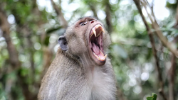 "Şeytan maymunlar" Tayland, Japonya ve Hindistan'da İnsanlara Saldırıyor