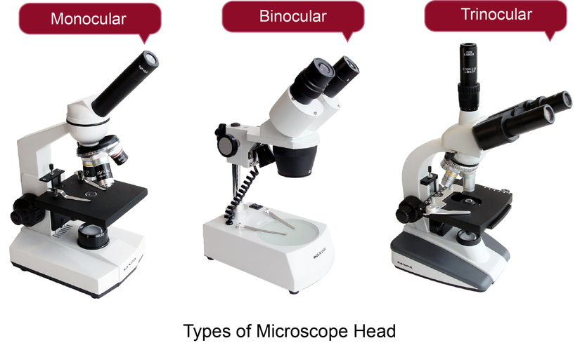 Değişik Mikroskop Örnekleri