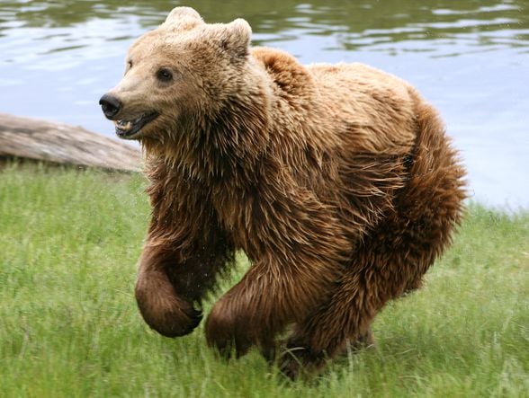 Bozayı (Ursus arctos), ayıgiller (Ursidae) familyasından Avrasya'nın kuzeyinin büyük bir kısmında ve Kuzey Amerika'da yaşayan bir ayı türüdür.