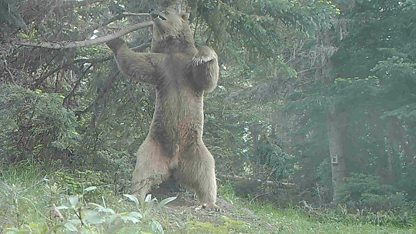 Ağaca sürtünen erkek bir boz ayı