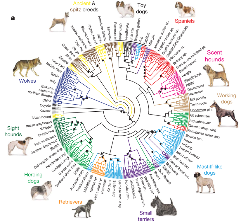 Köpeklerde evrimsel akrabalık ilişkisi...