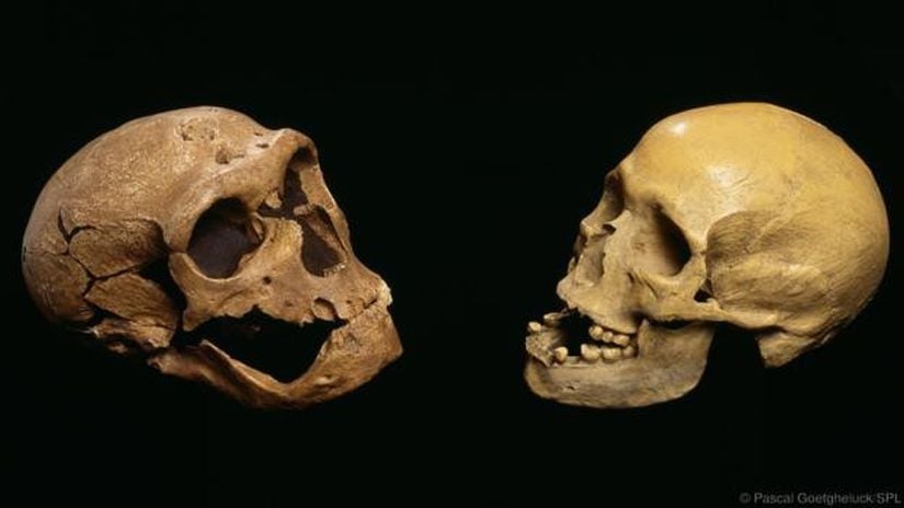 Bir Neandertal ile çağdaş insanın kafatasları