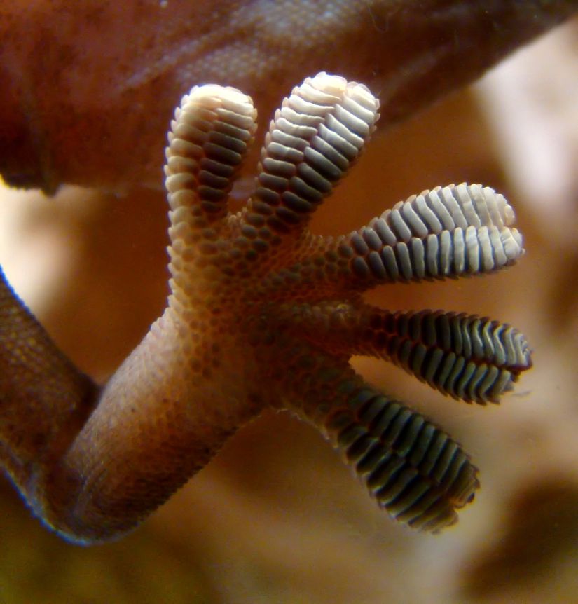 Geckonun ayağında bulunan pedlerin yakından görünümü
