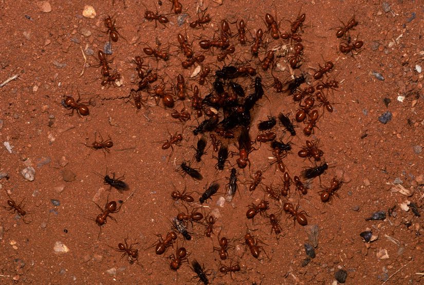 Karıncaların yiyecek arayışı sırasında sergiledikleri keşif davranışı