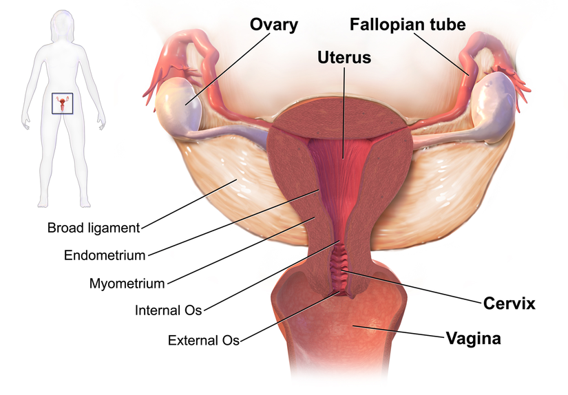 Rahim (uterus) ve serviks (rahim ağzı) anatomisi ve lokalizasyonu.