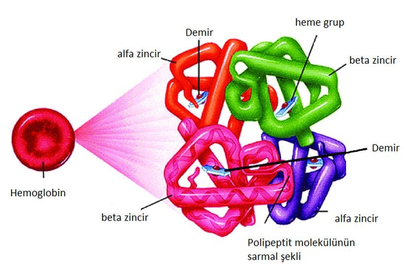 Hemoglobinin Yapısı