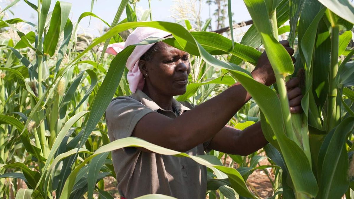 Africa's Agricultural Potential Drives Sustainable Growth