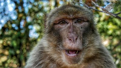 Maymun İnsan Benzerlik Oranı Neye Dayanıyor? Bilimsel Değil mi?