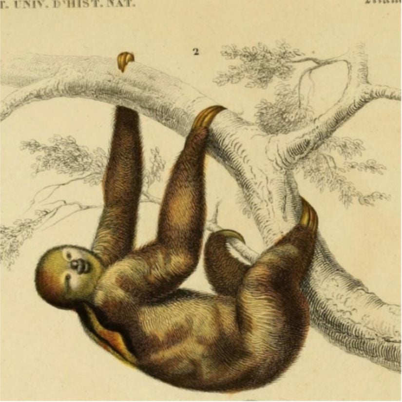 Comte de Buffon'un 'Histoire Naturelle' adlı eserinden bir tembel hayvan çizimi.