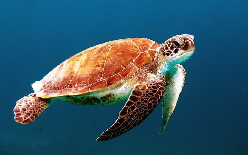Caretta caretta türü kaplumbağalarda cinsiyet sıcaklığa bağlı olarak belirlenir ve bu tür hassas türler kategorisinde sınıflandırılmaktadır.