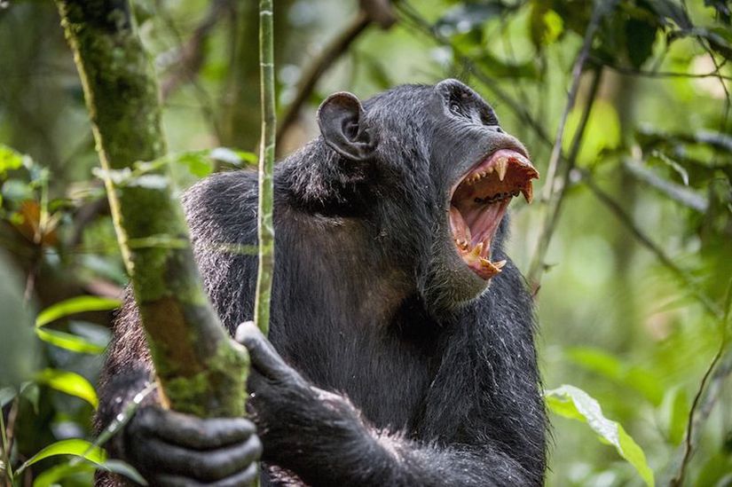 Şempanze (Pan troglodytes).