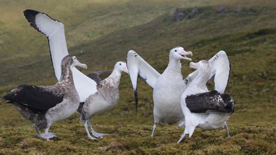 Albatroslar Arası 