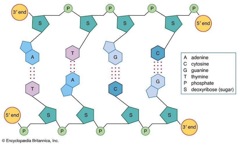 Görsel 14: DNA’daki nükleotid zinciri.