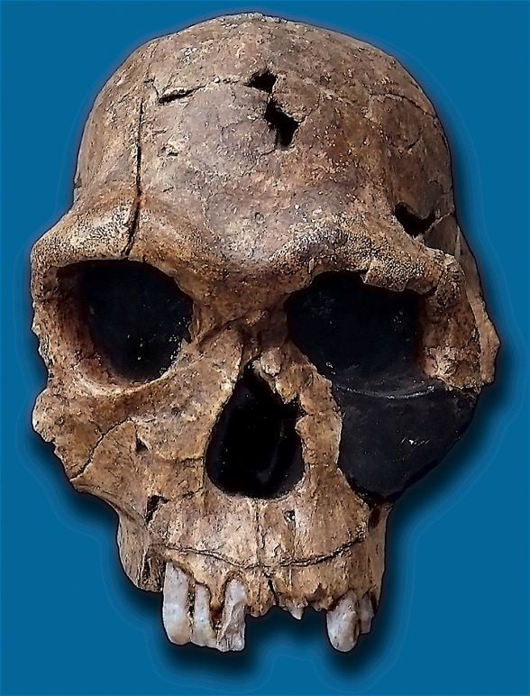 KNM ER 1813, 1973'te Kenya'nın Koobi Fora bölgesinde Kamoya Kimeu tarafından keşfedilmiş ve 1,9 milyon yaşında olduğu belirlenmiş olan, görece tam bir fosilleşmiş Homo habilis kafatasıdır. Beyin kapasitesinin 510 ml olduğu saptanmıştır ki, bu hacim keşfedilmiş başka bazı erken H. habilis örnek ve formlarınınkinden daha azdır.