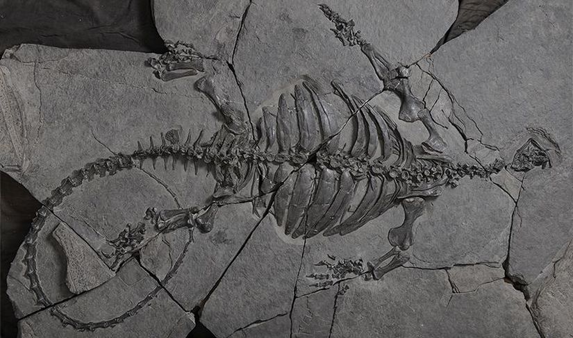 Eorhynchochelys sinensis fosili