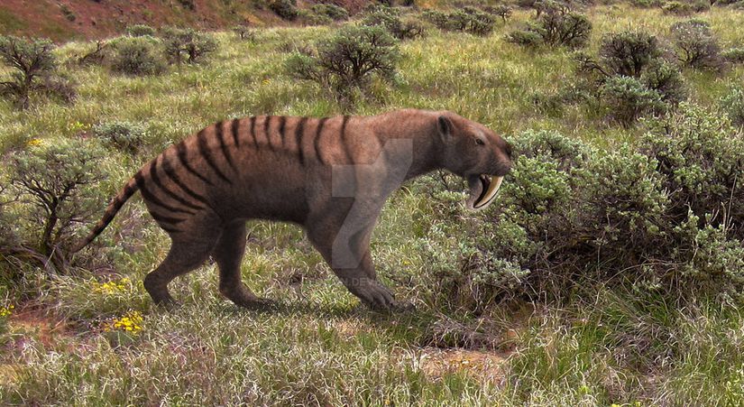 Thylacosmilus cinsinde bir yakınsak evrim örneği olarak Smilodon gibi kılıç dişli kedilerden bağımsız olarak uzun dişler seçilim göstermiştir.