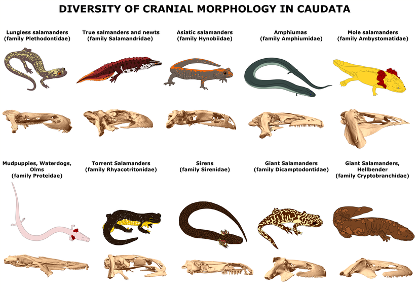 Her bir semender ailesindeki morfolojik ve kraniyal (kafatasına ait) çeşitlilik.