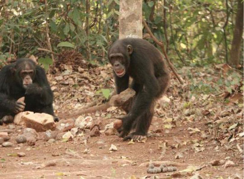 Şempanzelerde Alet Kullanımı