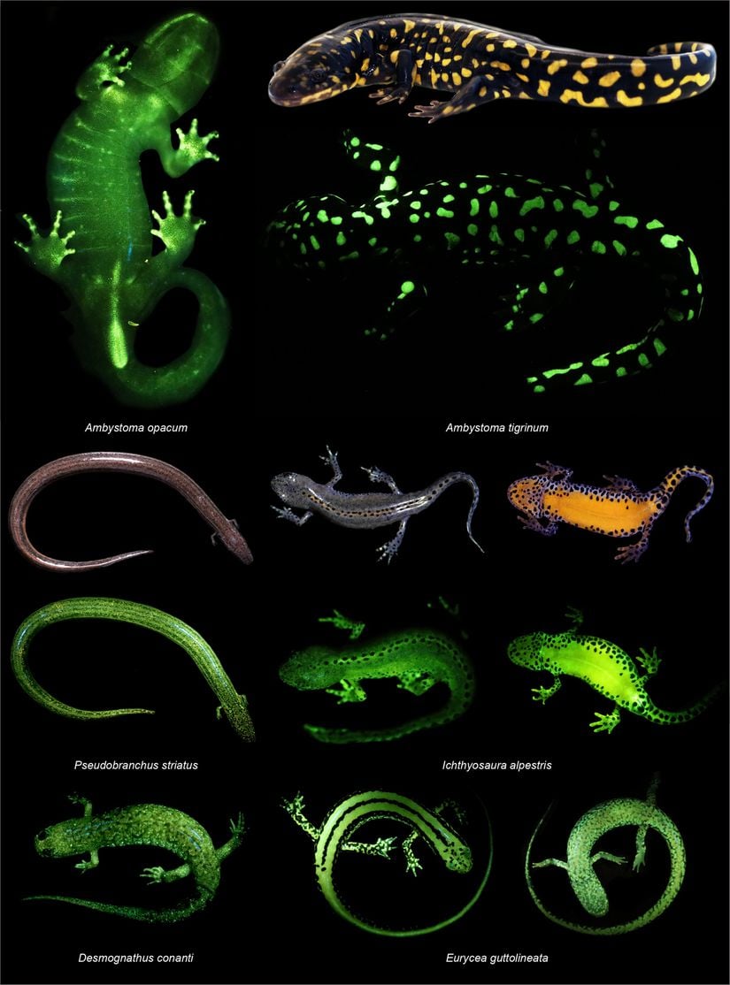 Çeşitli biyofloresan amfibi türleri