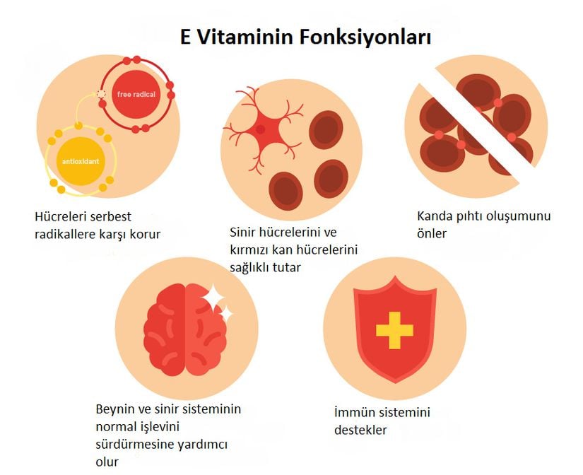 E vitaminin fonksiyonları.