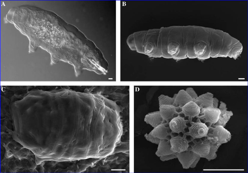 Macrobiotus richtersi türü. (A) In vivo hayvan (differansiyel girişim kontrast mikroskopisi). (B) In toto hayvan (taramalı elektron mikroskobu). (C) anhidrobiyozis (taramalı elektron mikroskobu). (D) yumurta (taramalı elektron mikroskobu). Birimler 1/4 20 mm.