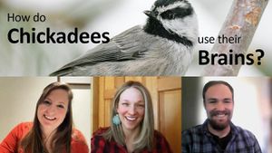 Mountain Chickadees Reveal Climate Change Impact On Ecosystems