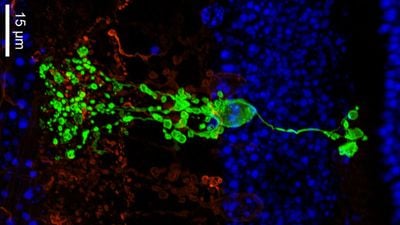 Campana Hücreleri (Çan Hücreleri): Memeli Retinasında Yeni Tip Sinir Hücreleri Keşfedildi!