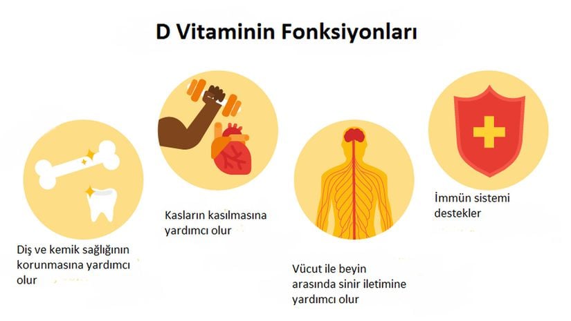 D vitaminin fonksiyonları.