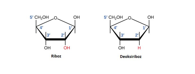Riboz'un 2. karbonuna hidroksil grup bağlanırken Deoksiriboz'un 2. karbonuna Hidrojen atomu bağlanır.