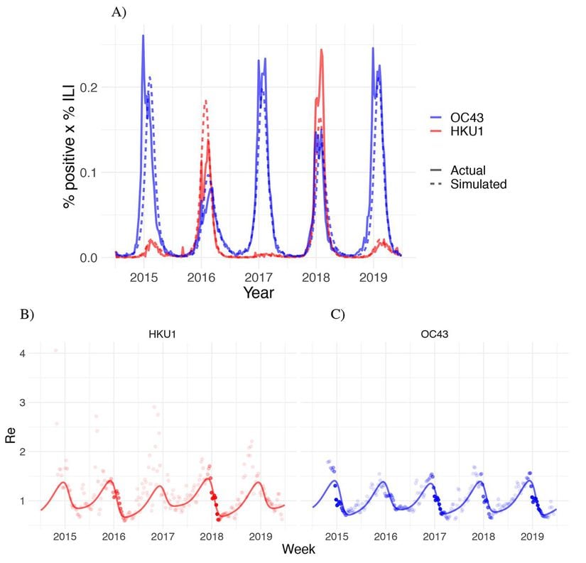 (A) ABD'de 5 Temmuz 2014 ile 29 Haziran 2019 tarihleri arasındaki HCoV-OC43 (mavi) ve HCoV-HKU1 (kırmızı) betakoronavirüslerinin pozitif laboratuvar test sonuçları gösteriliyor. Kesintisiz çizgi gerçek verileri, kesintili çizgi SEIRS Modeli çerçevesindeki simülasyon sonuçlarını gösteriyor. (B ve C) Wallinga-Teunis metodu (noktalar) ve SEIRS Modeli kullanılarak (çizgi) HCoVs OC43 ve HKU1 virüslerinin efektif üreme katsayıları tahmin ediliyor. Her noktanın saydamlık düzeyi, göreli ILI yüzdesi ile o hafta pozitif gelen laboratuvar test yüzdesinin araştırma süresi boyunca maksimum pozitif laboratuvar yüzdesine oranının çarpılmasıyla elde ediliyor. Bu yöntem, efektif üreme katsayısı üzerindeki belirsizliği yansıtıyor. Daha net bilinen noktalar daha koyu (opak) gözüküyor.