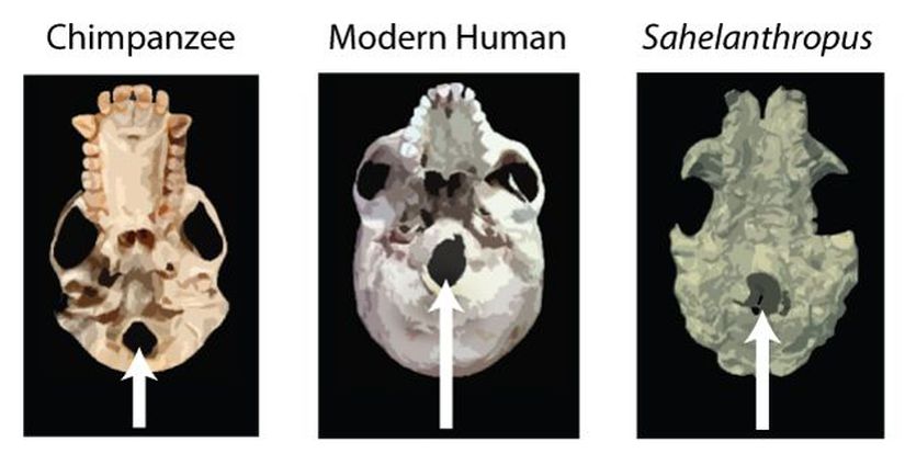 Şempanze, modern insan ve Sahelanthropus’ta foramen magnum konumunun (beyaz okla gösterilmiştir) kıyaslaması. Görüntü kafatasının altından alınmıştır. Görüldüğü üzere, şempanzenin foramen magnumu kafatasının arkasında bulunuyorken, modern insanda önüne doğru konumlanmıştır. Sahelanthropus’un foramen magnumu ise şempanzeninkine nazaran daha önde ve modern insana çok yakın konumdadır. Brunet ve ekibi (2002, 2005) tarafından bu yapı göz önüne alınarak Sahelanthropus’un kafasını modern insana benzer şekilde taşıdığı öne sürüldü ve bu yüzden iki ayak üzerine kalkabildikleri tahmin edildi.