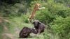 Bufalo Savunması: Kendini Avlamaya Çalışan Aslanı Uçuran Bufalo!