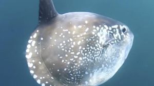 Rare Hoodwinker Sunfish Surprises Oregon Beachgoers