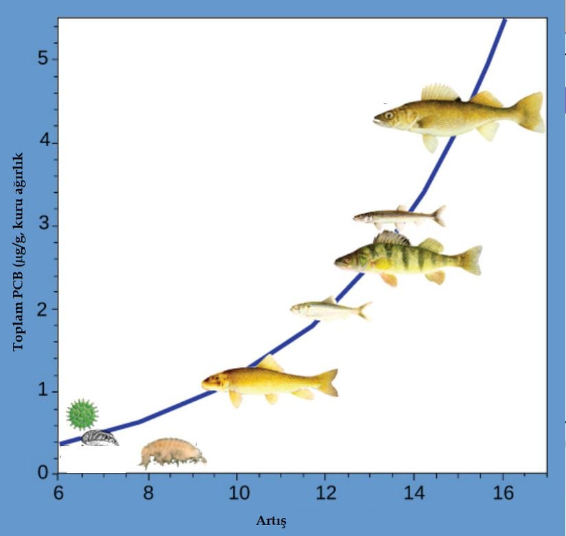 Bu grafik, Huron Gölü'nün Saginaw Körfezi ekosistemindeki çeşitli trofik düzeylerde bulunan PCB konsantrasyonlarını göstermektedir. Daha yüksek trofik seviyelerdeki balıkların daha düşük trofik seviyelerdekilere göre daha fazla PCB biriktirdiği dikkat çekmektedir.
