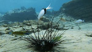 Unearthing The Culprit: The Mysterious Mass Die-Off Of Caribbean Sea Urchins