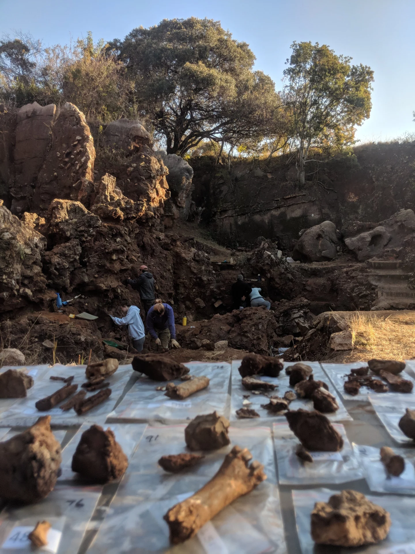 Fosiller Güney Afrika’daki Johannesburg’in kuzeyindeki Drimolen mağarasında sınıflandırılıyor.