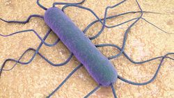 Listeriyoz Nedir? Listeria monocytogenes Bakterisi Neden Tehlikelidir?