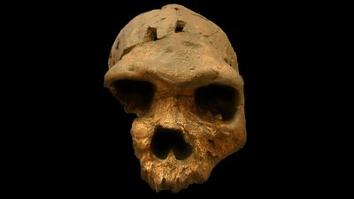 Homo bodoensis: Bodo Kafatası, İnsanın En Meşhur Atalarından Olan Homo heidelbergensis Türünü Ortadan Kaldırabilir mi?
