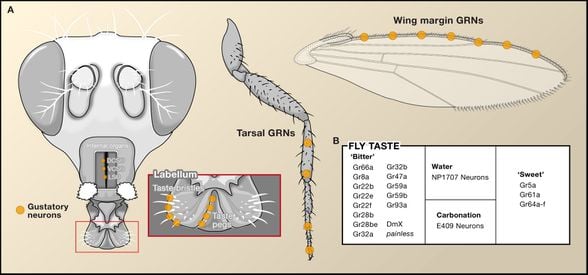 Meyve sineklerinin tat aldığı bölgeler.  Gustatory Neurons (GRN): Tat Alıcı Nöronlar
