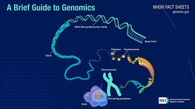 Genomik için genel bakış