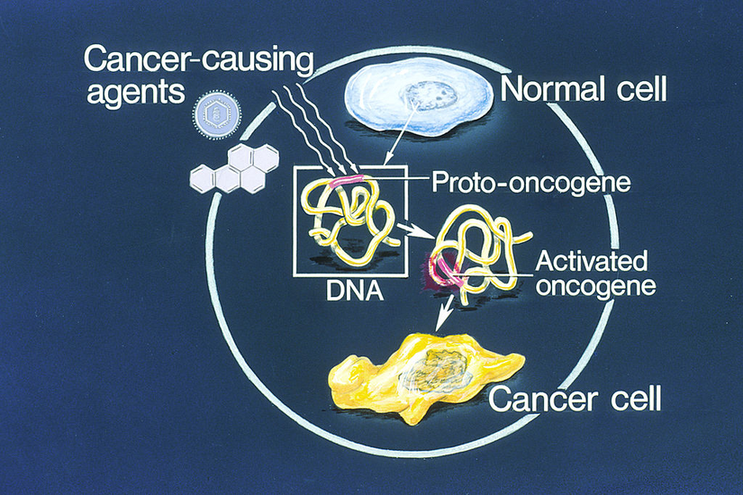 Proto-onkogenler mutasyona uğrayıp daha fazla etkinlik kazandığında kontrolsüz hücre bölünmesine ve dolayısıyla kansere yol açabilir.