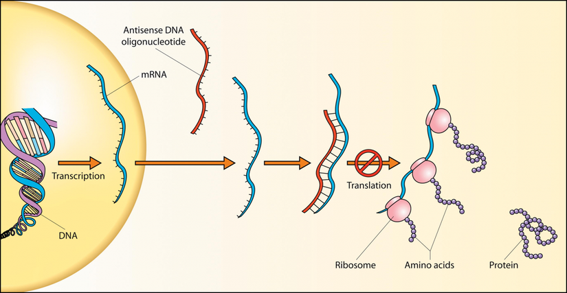 Hücre içerisinde DNA'dan proteine kadar süren zincirin kısa bir şematik gösterilişi...