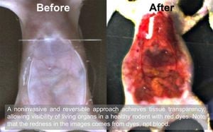 Food Dye Transforms Mouse Skin Into Transparent Window