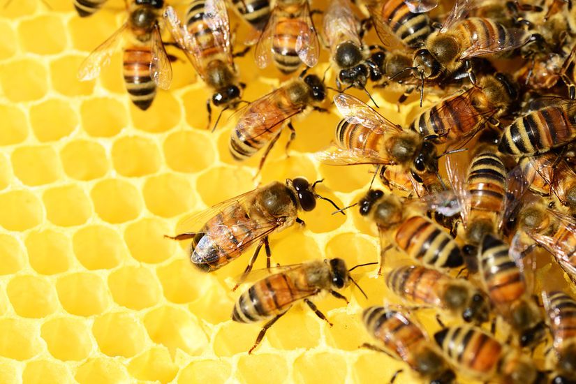 Peteklere bal doldurmaya çalışan arılar.