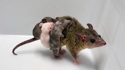 Japonya, Genetiği Değiştirilmiş İlk Keseli Hayvanı Üretti!