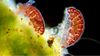 Tardigradların Genetik Hazinesi: Dsup Proteini