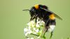 Doğal Denge Noktaları: Arılar Ölürse, İnsanlar da Yok Olur mu?