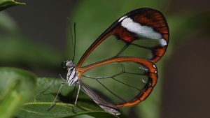Cam Kanatlı Kelebekler Nasıl Şeffaf Kanatlar ile Evrimleştiler?